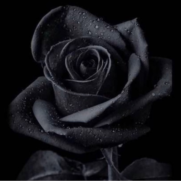 It may not be much….💕 - Picture 3 of 16